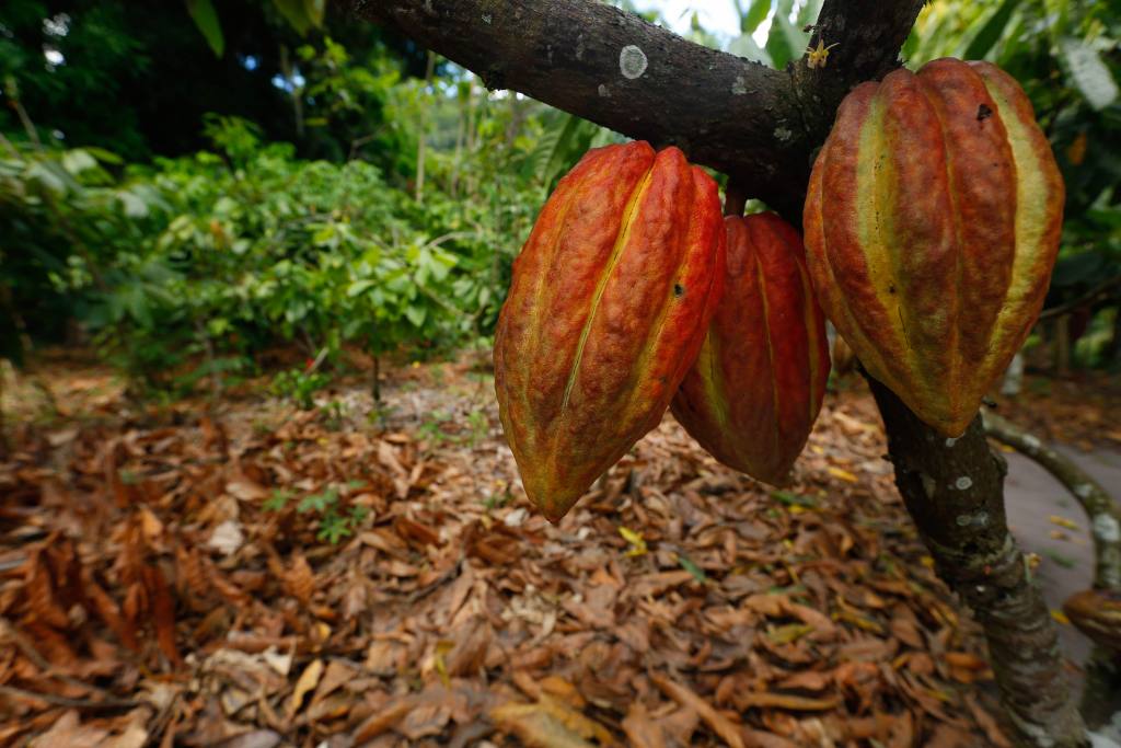 Cacao-árbol