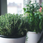 6 aromatic herbs to grow at home