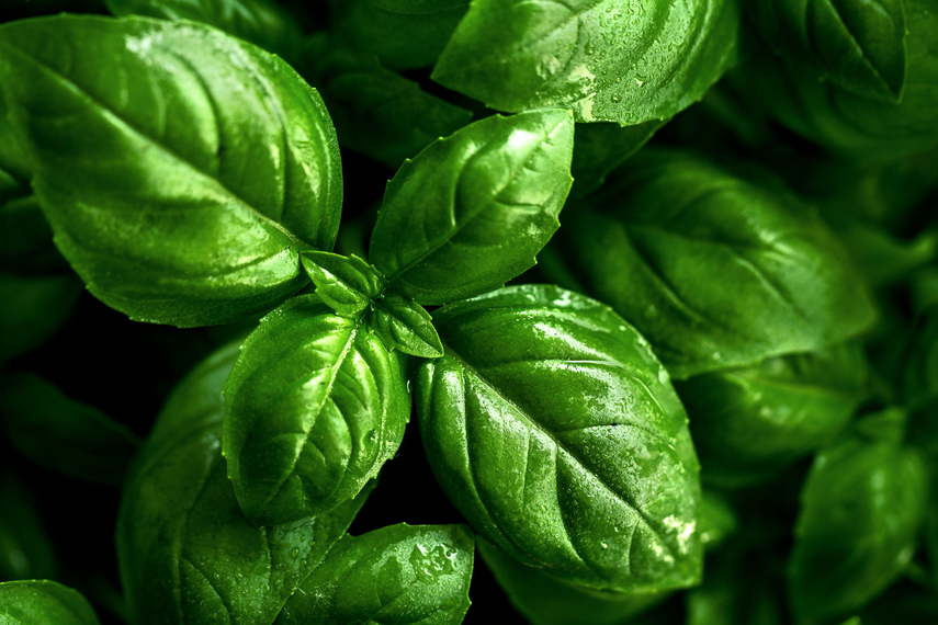 How to grow Basil at home