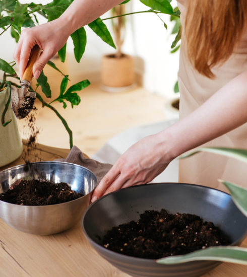 Learn how to compost at home