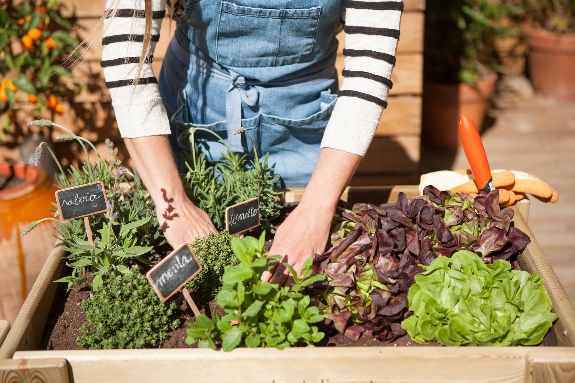 Top tips to start your urban garden - Bon Vivant, video