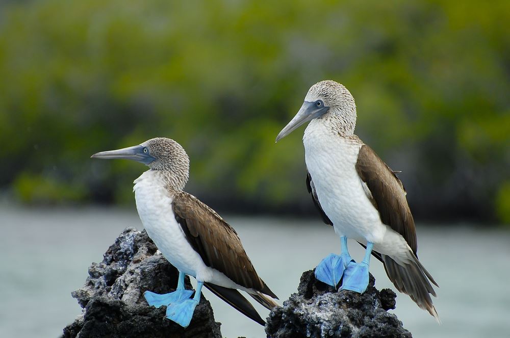 Blue-footed