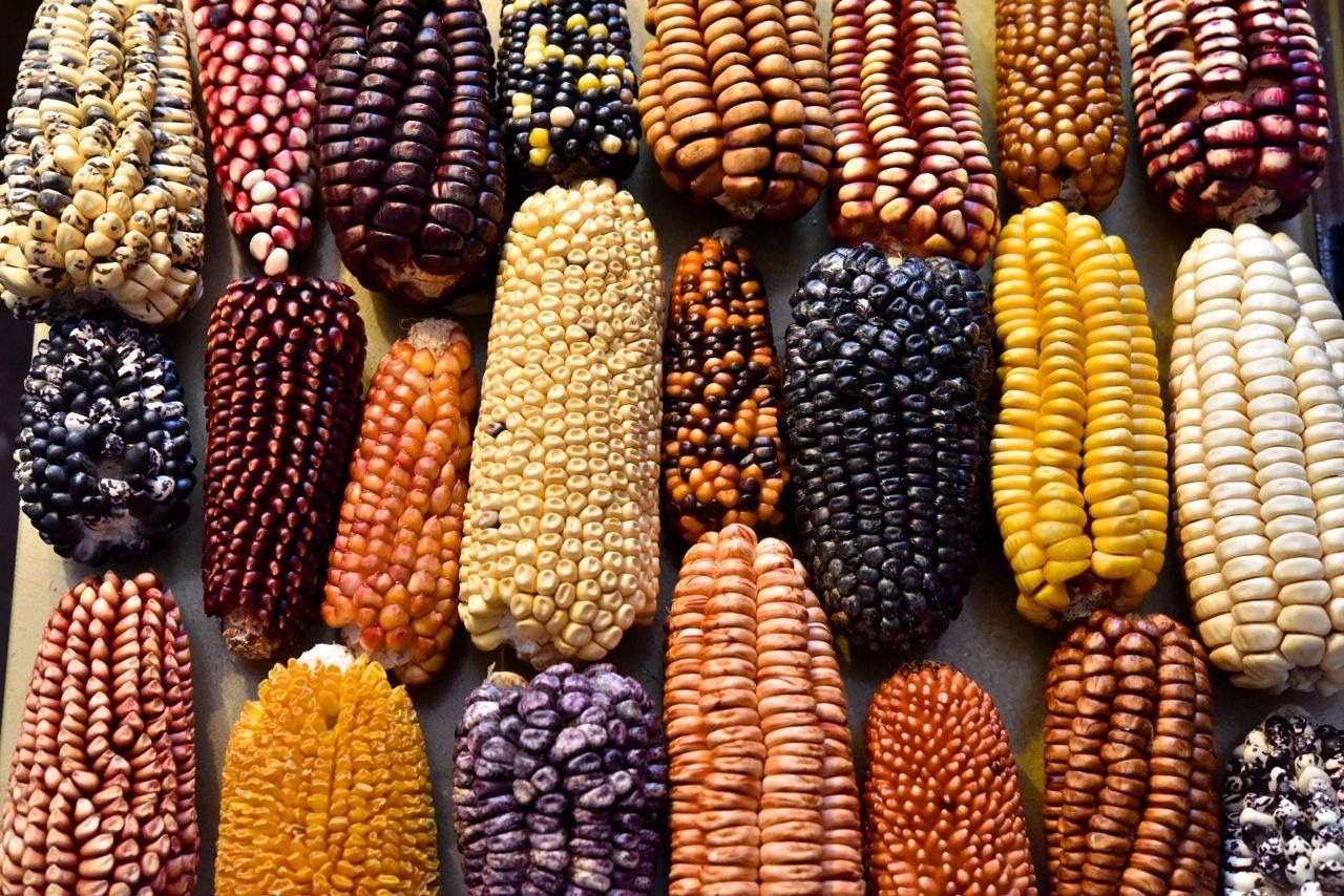 corn-and-its-mexican-ancient-gastronomic-heritage-fork-knife-m-xico