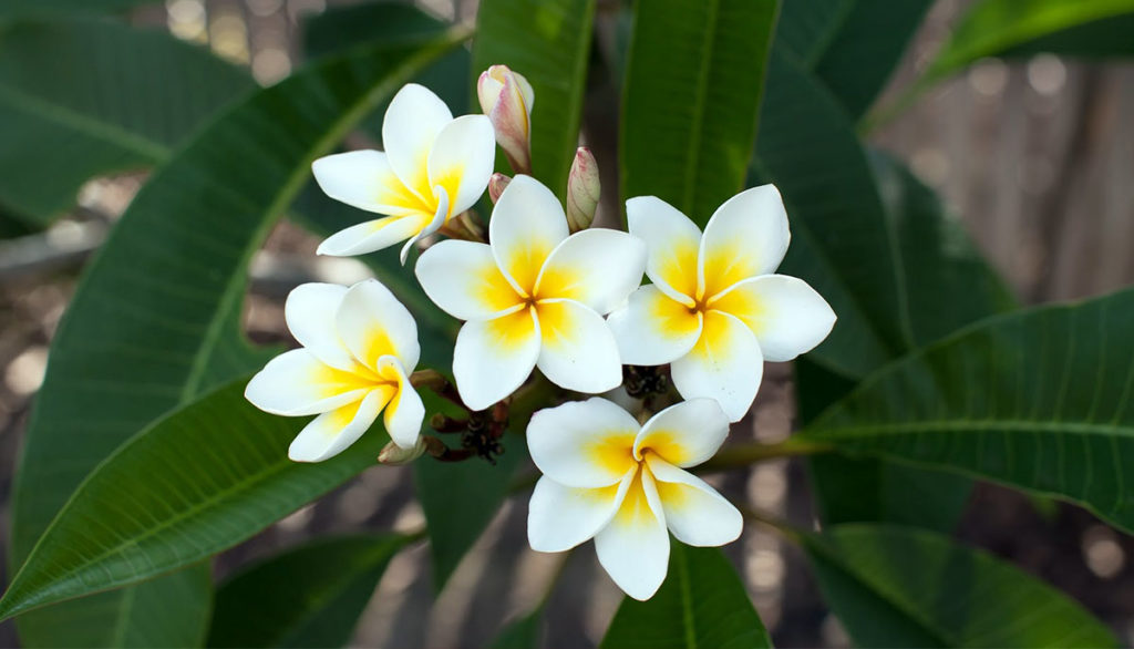 Plumeria-flowr