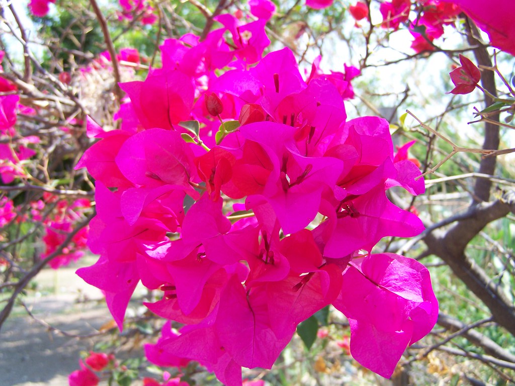 bougainvillea