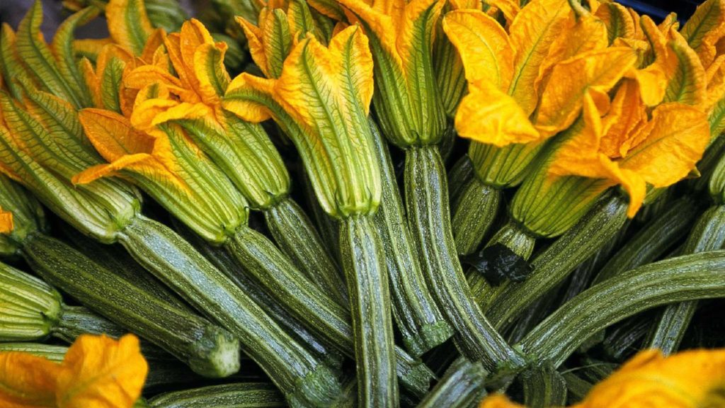 Squash-blossom