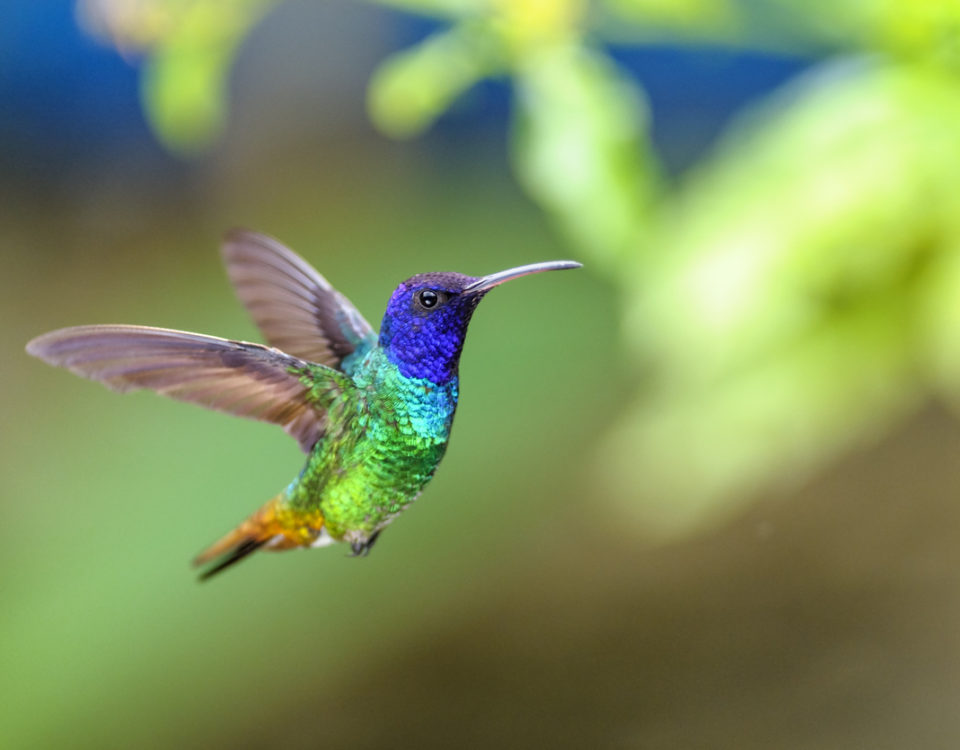 Colibrí