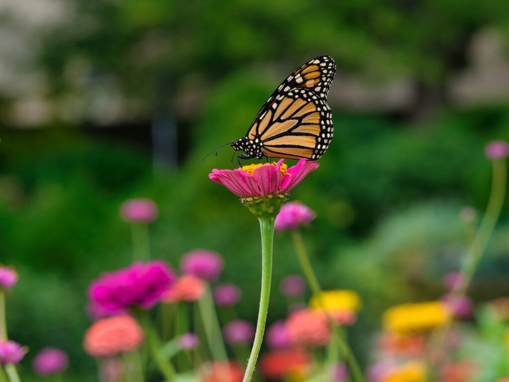 Santuario de Mariposas monarca en México, Michoacán