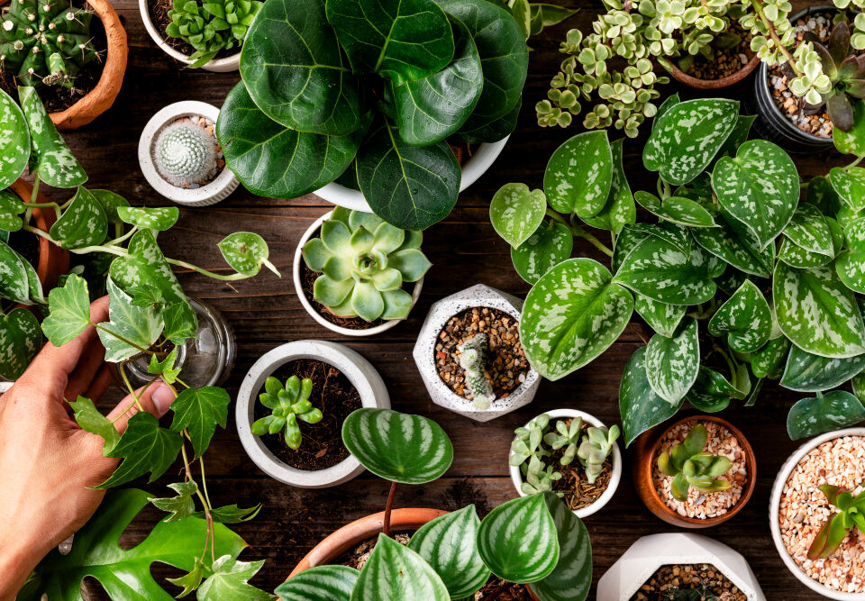 plantas-repelentes