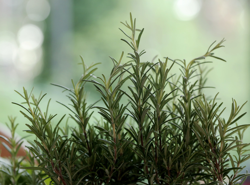 rosemary plant