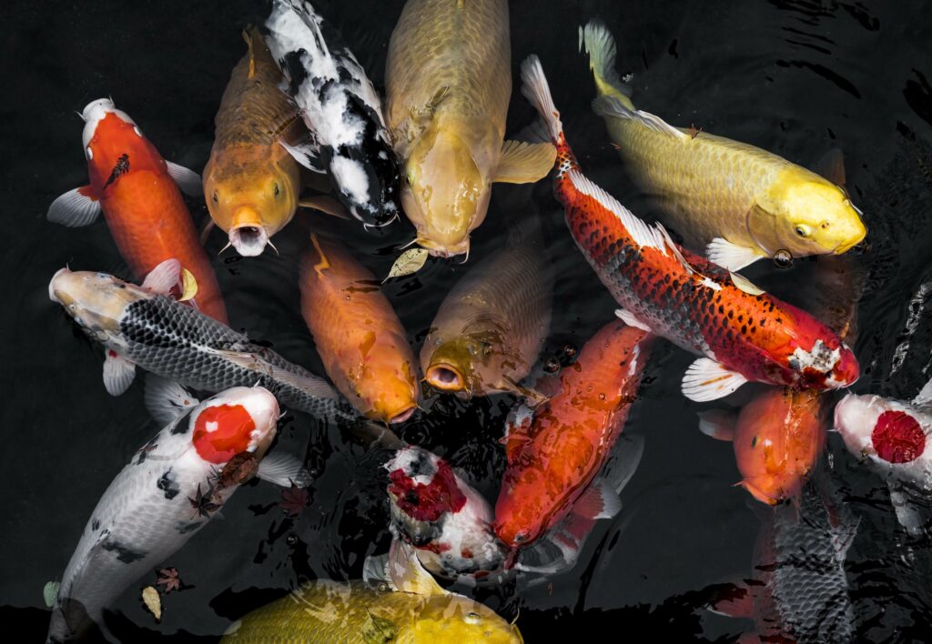 Koi Fish