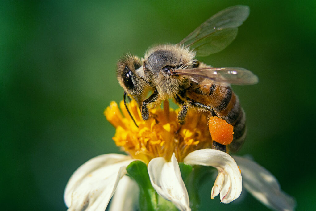 https://magazine.velasresorts.com/wp-content/uploads/2023/02/closeup-shot-bee-chamomile-flower-1024x683.jpg